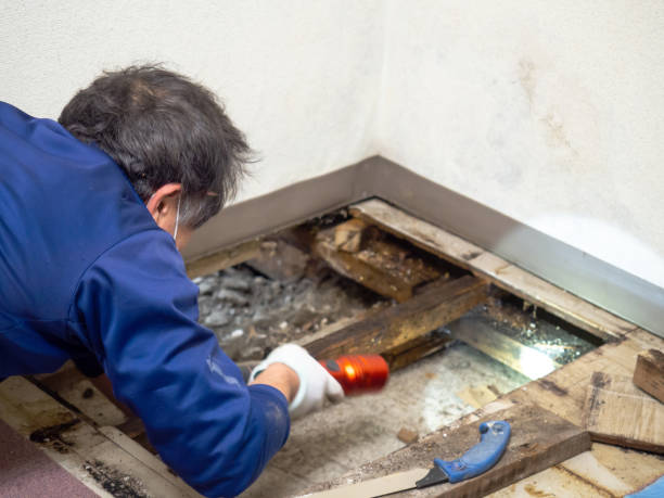 Best Black Mold Removal  in Kohler, WI