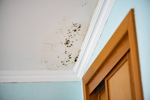 Best Office Mold Removal Services  in Kohler, WI