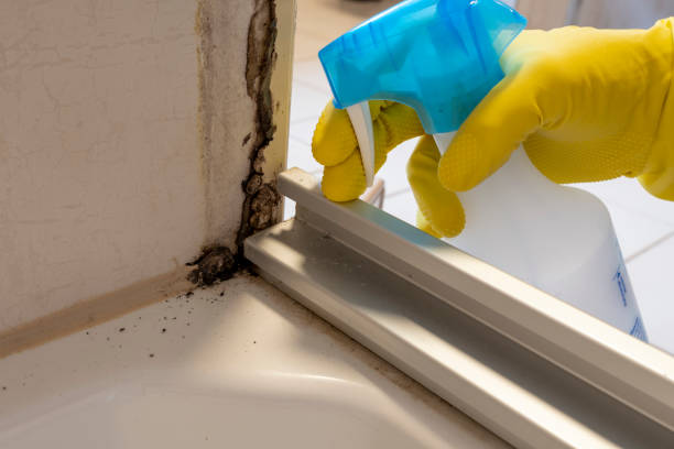 Best Residential Mold Removal  in Kohler, WI