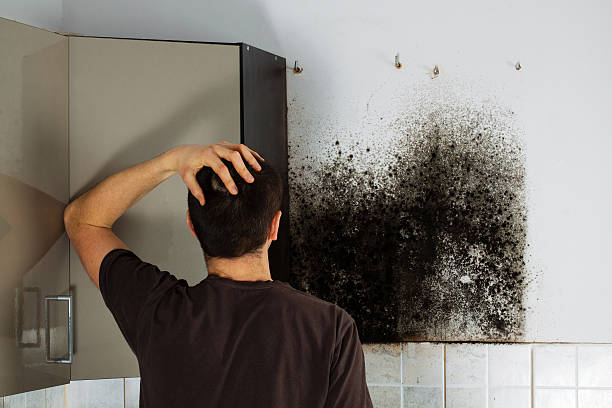 Best Attic Mold Removal  in Kohler, WI