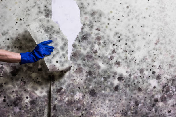 Best Commercial Mold Removal  in Kohler, WI