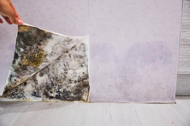 Best Crawl Space Mold Removal  in Kohler, WI